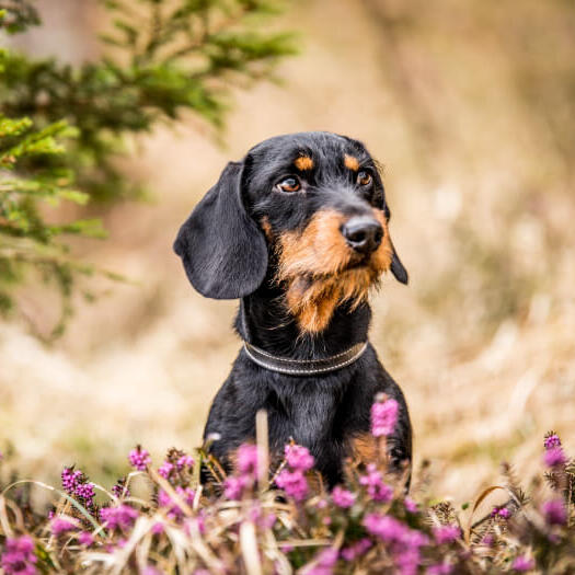 Rough haired shop sausage dog